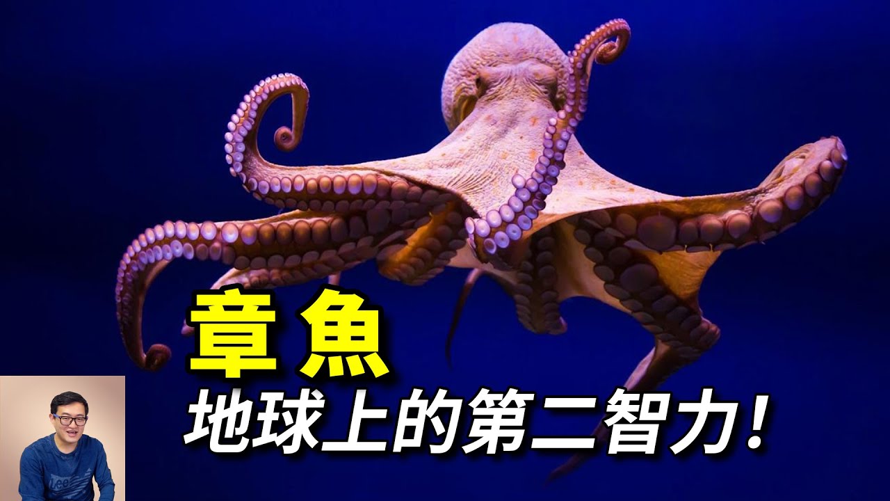全身11個大腦，會直立行走，會使用工具！帝王蟹的一生之敵——章魚【老肉雜談】#動物 #海洋生物 #海鮮 #章魚 #octopus