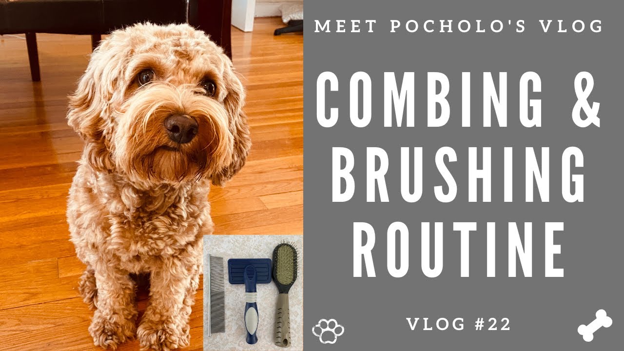 COMBING AND BRUSHING ROUTINE - COCKAPOO VLOG 22