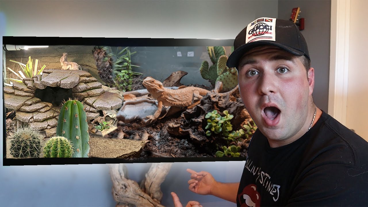 The #1 Bearded Dragon Tank Setup!! - 75 Gallon Enclosure