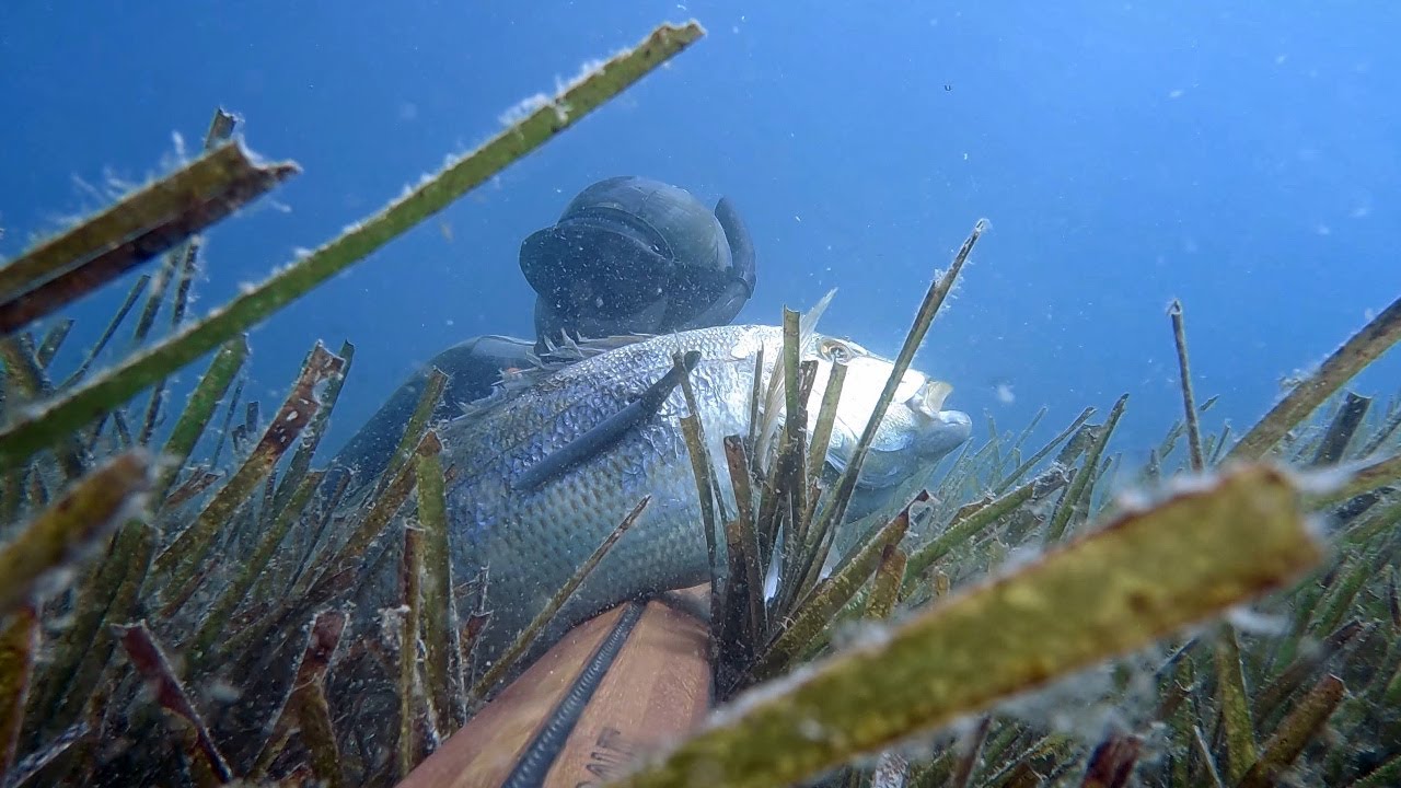 Spearfishing Croatia - Summer of 2024