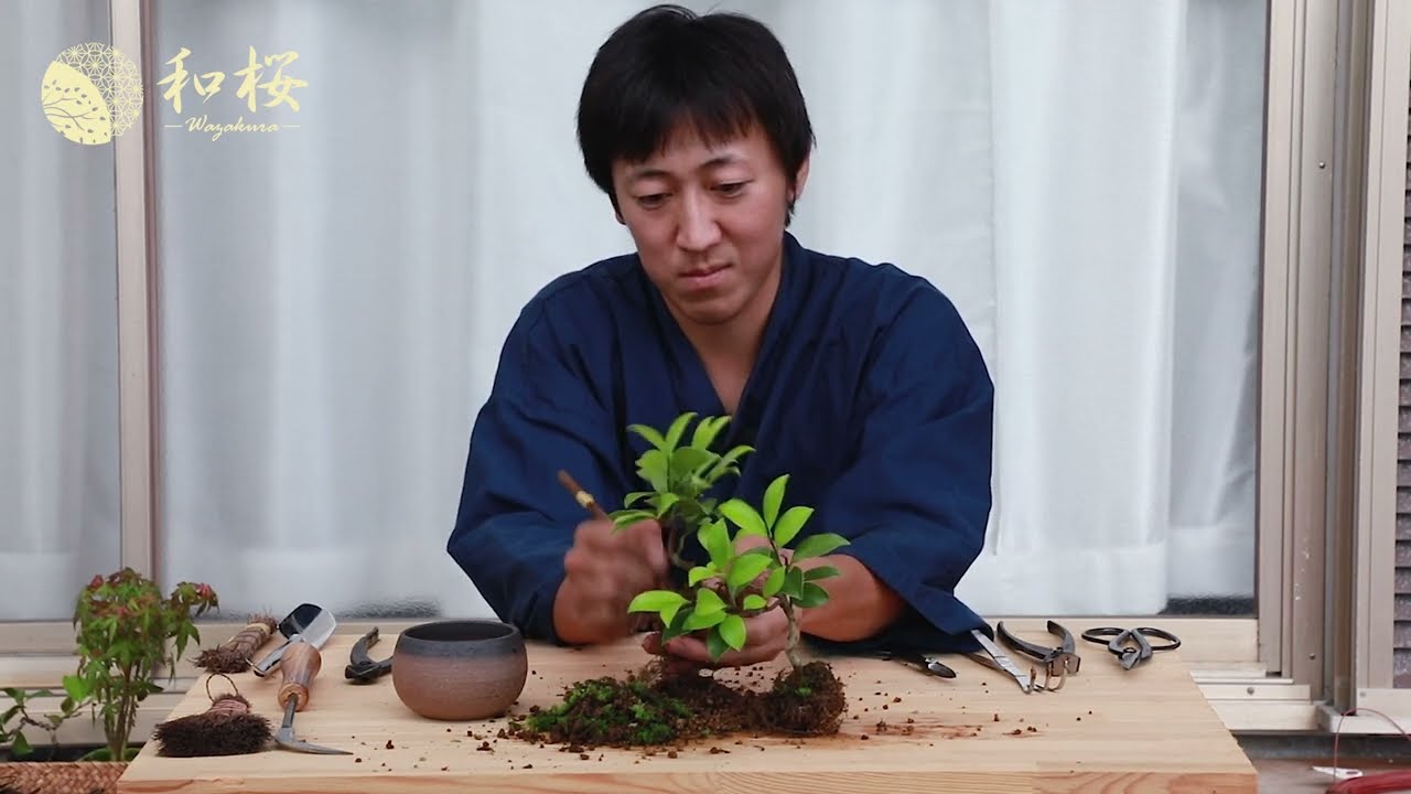 Bonsai Repotting Guide: How to Repot Small Camellia Bonsai Trees II Wazakura Japan