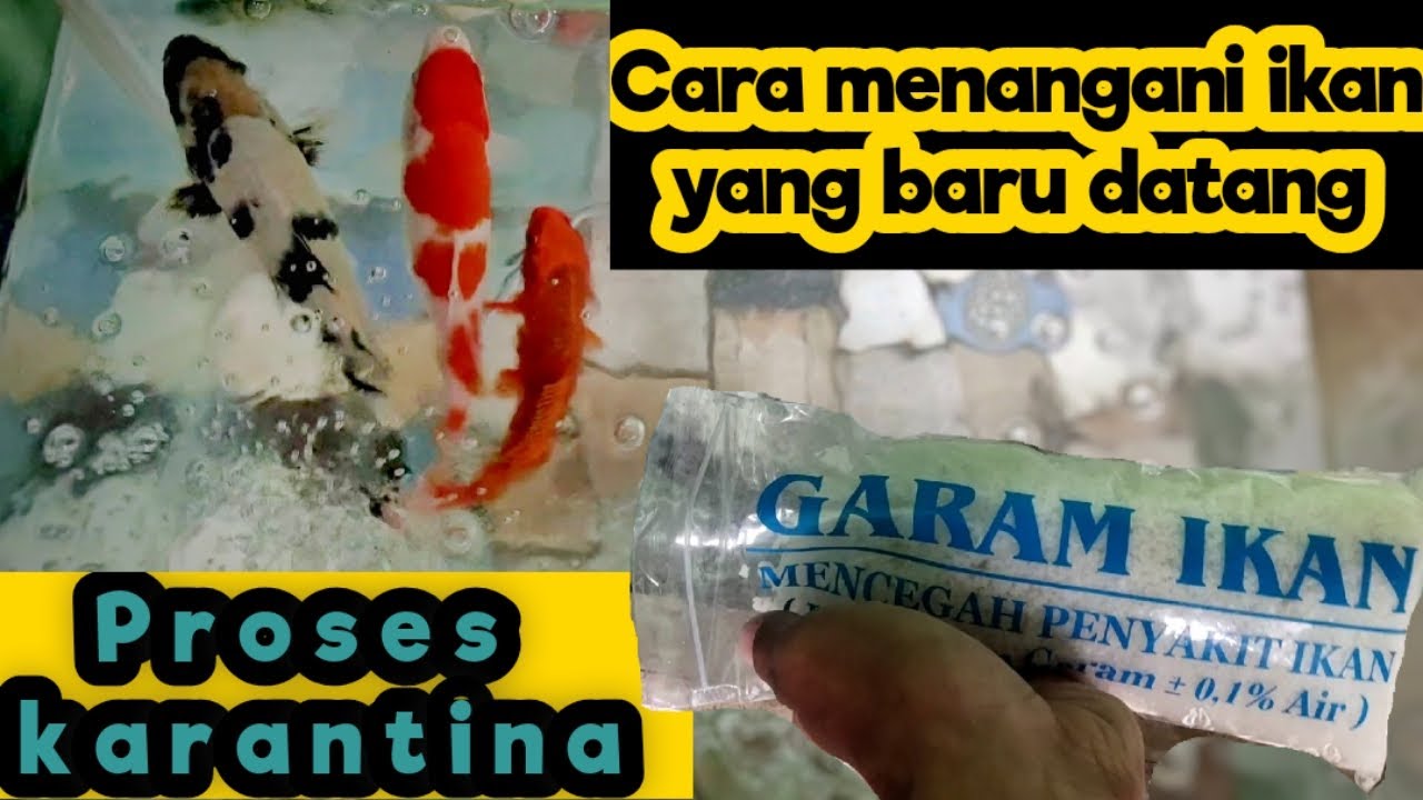 Cara karantina ikan koi yang baru datang - PROSES KARANTINA