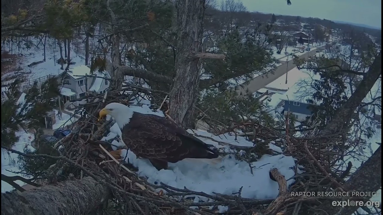 Trempealeau Eagles 2-22-26 Mr & MrsT doing some work on the original nest