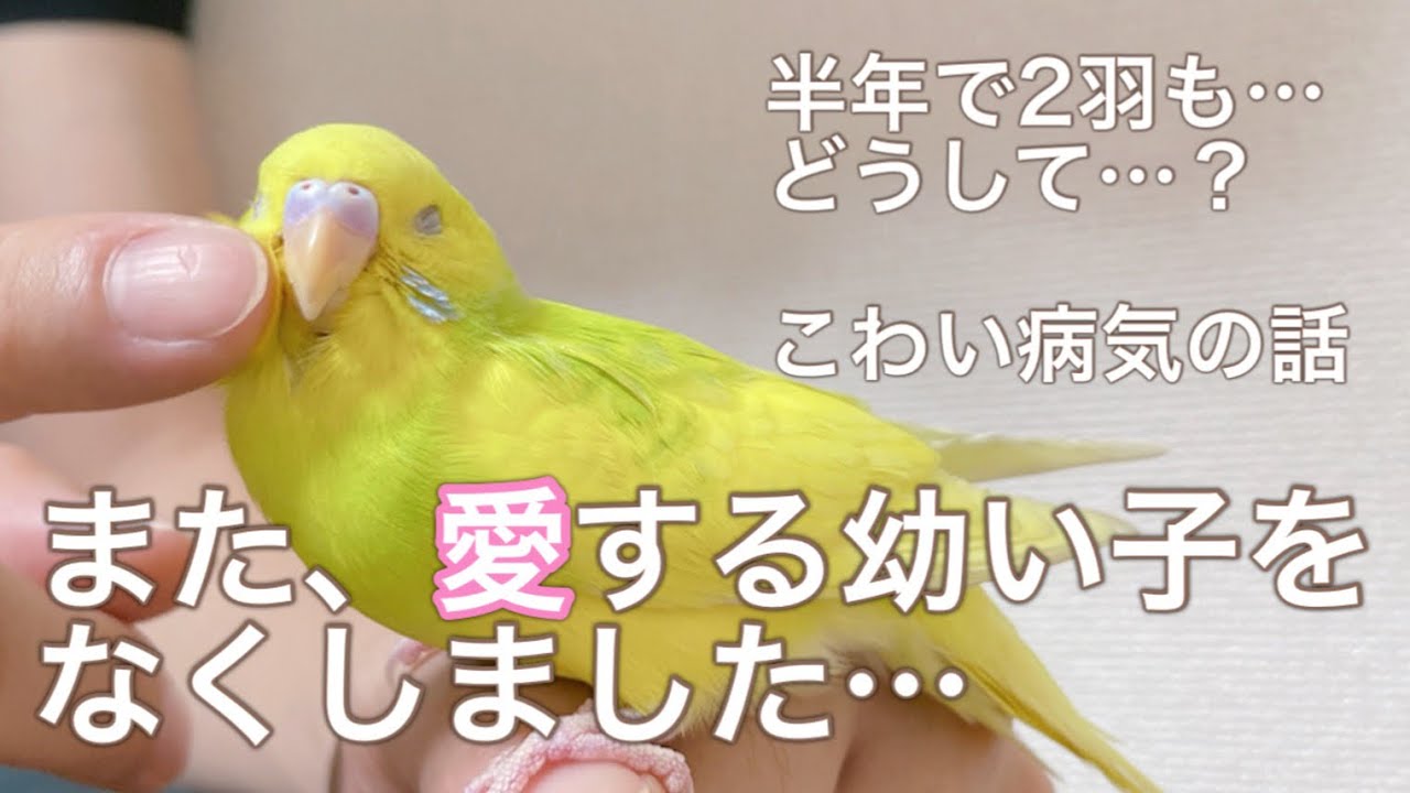 【虹の橋】こんなに愛していたのに…病気を治してあげたかったよ…セキセイインコ生後3ヶ月|PBFD|副鼻腔炎|メガバクテリア|雛換羽