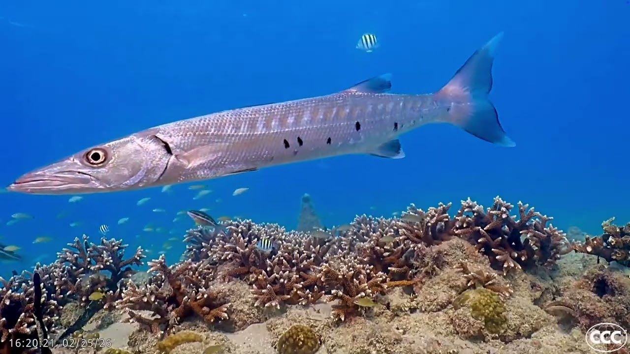 Coral City Camera | Great Barracuda 6 Minute Hover (Site 2) | 2.25.26