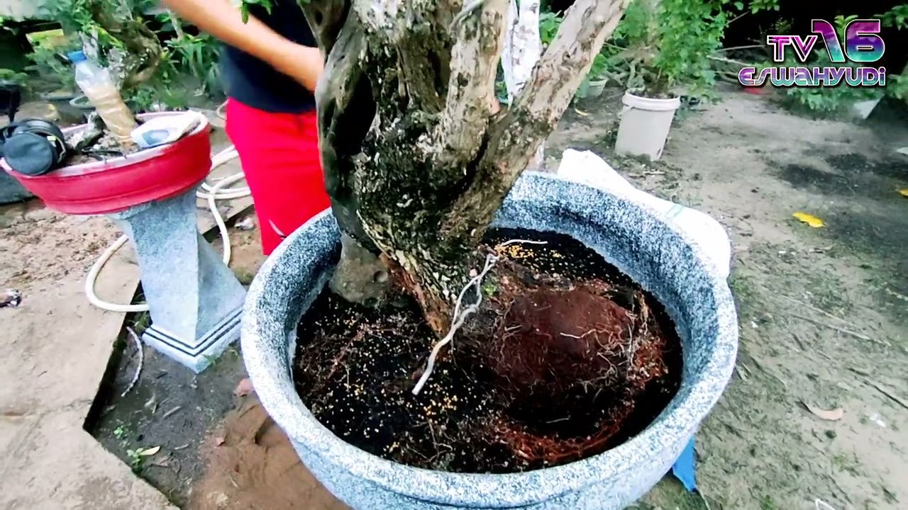 RePotting SantiGi# Cara Hidupkan Santigi Non Akar Ala Mas HerU#bonsai