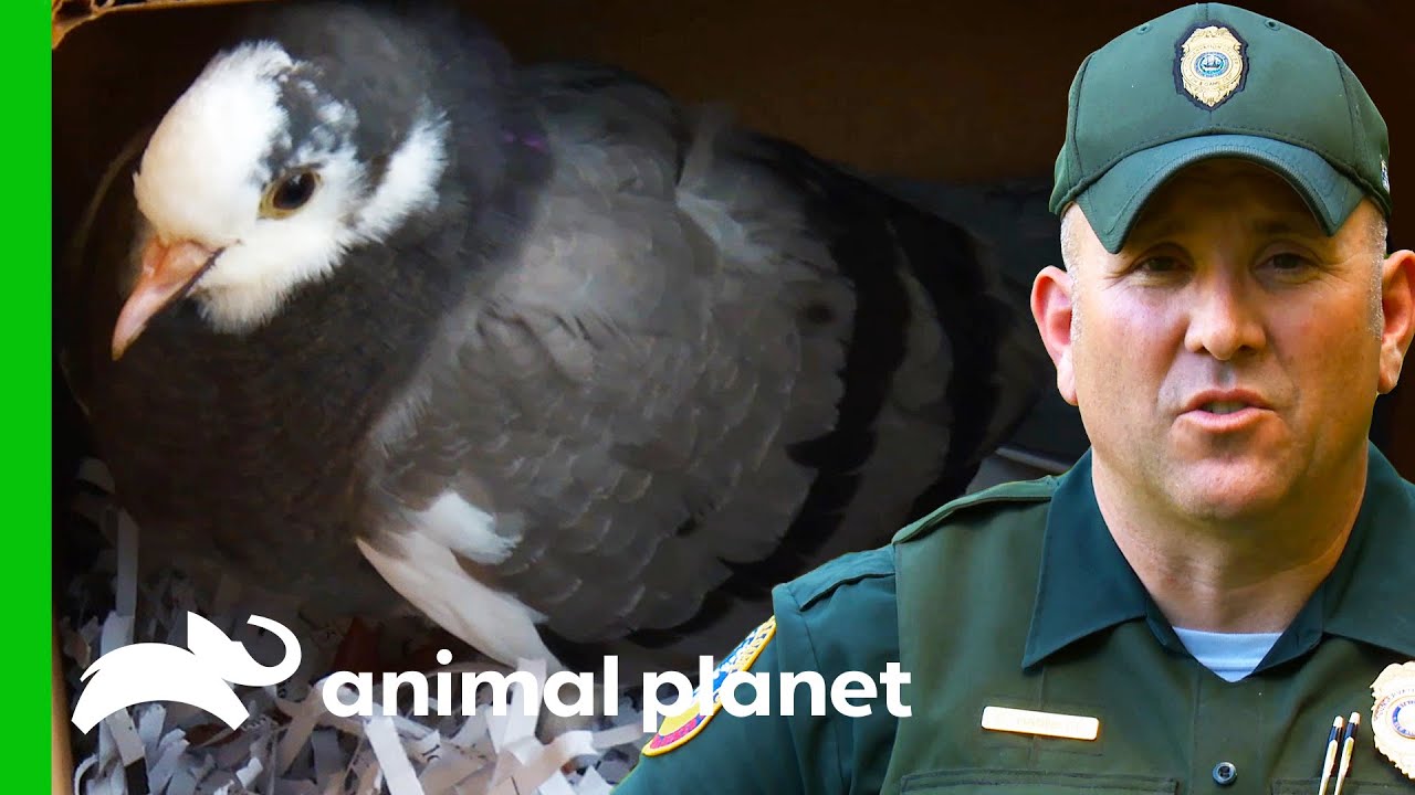 An Injured Pigeon Is Taken To Rehab | North Woods Law