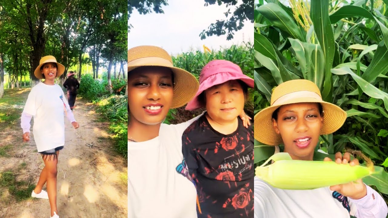Dapeng takes Kelly to experience picking corn
