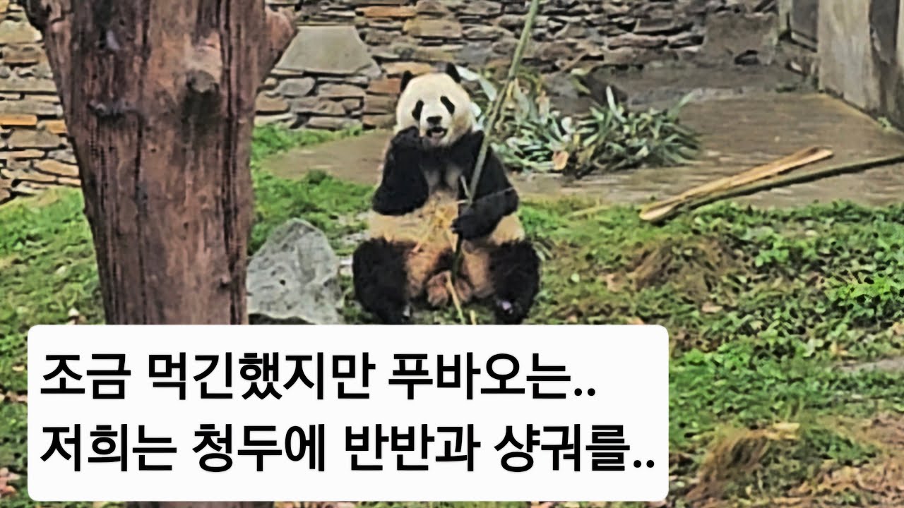 3.3 (저녁Live) 조금 먹긴했지만 푸바오는.. 저희는 청두에..