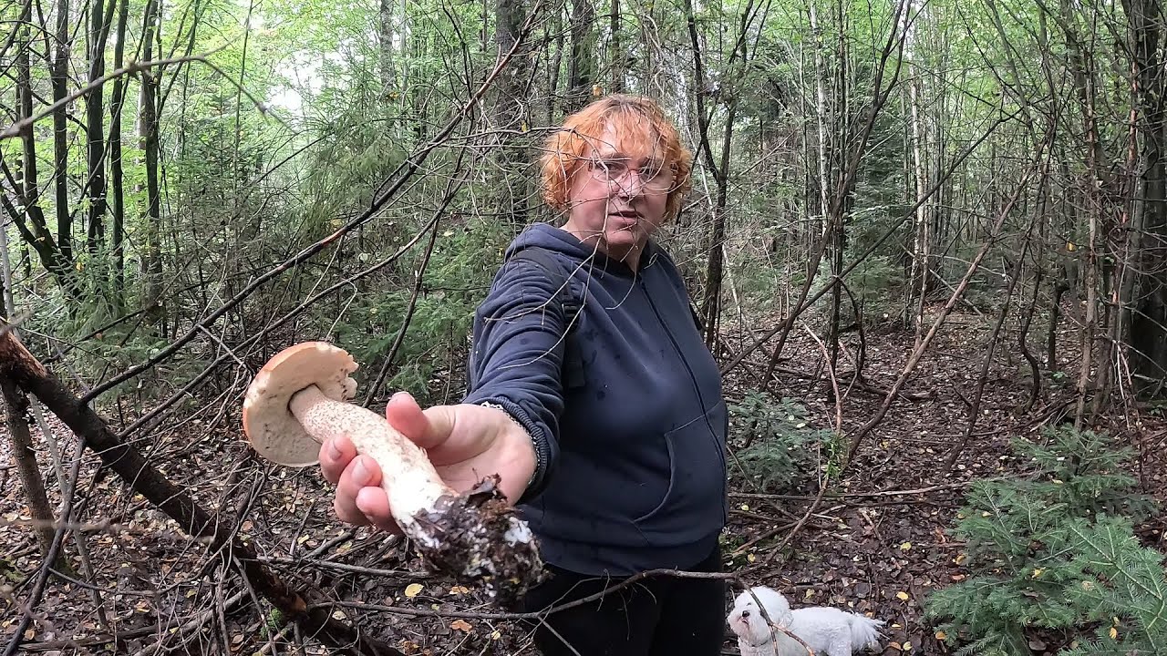 Порізали поляну БІЛИХ ГРИБІВ!..Грибники в лісовому ШОЦІ Знайшли НЕ торкані місця!🍄