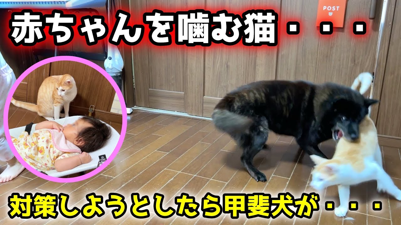 猫が赤ちゃんを噛むので、対策しようとしたらえらいことになった【甲斐犬一休と赤ちゃん】
