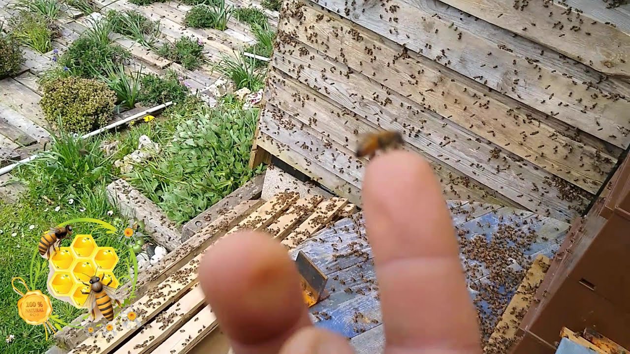 Le mythe de la ruche piège ....