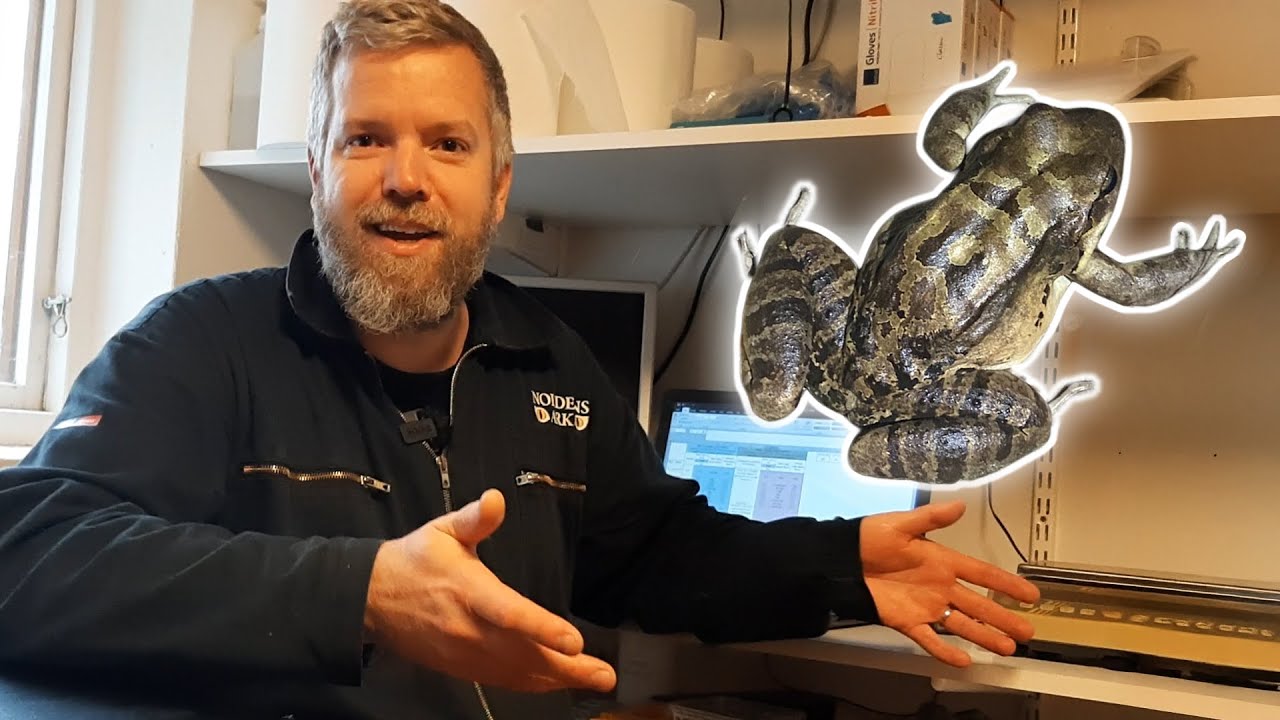 From Sweden to Montserrat - Saving the mountain chicken frog