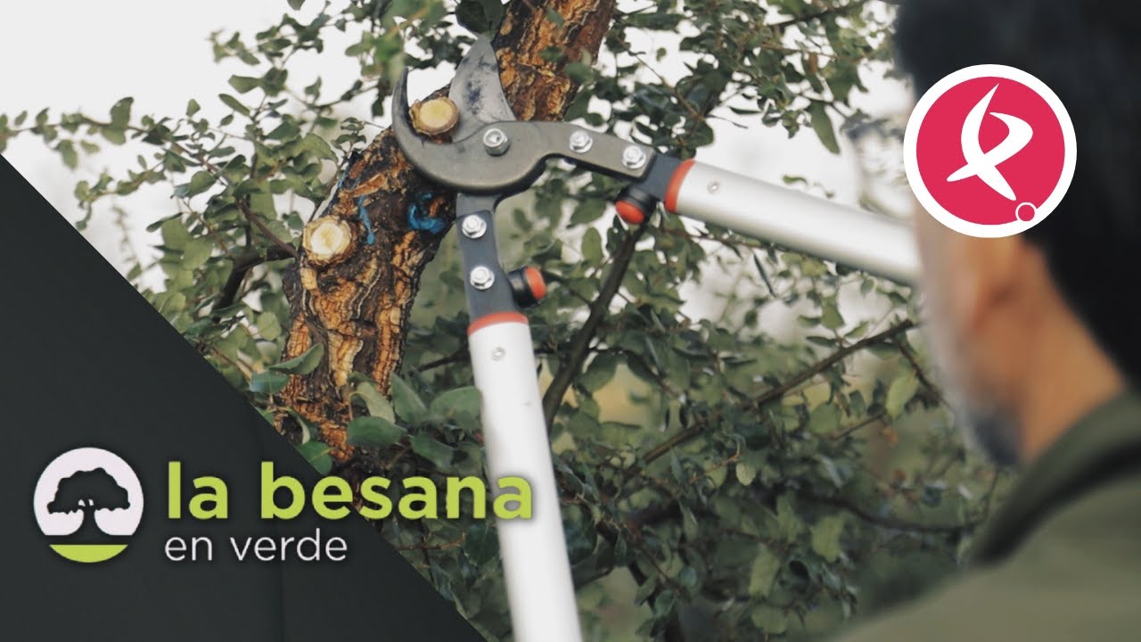 Mimar los alcornoques | La Besana en Verde