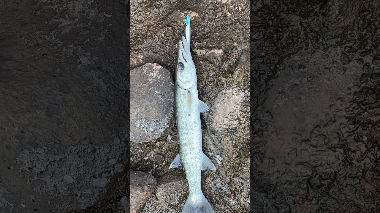 Fishlab Lure Flanker выловил барракуду! #рыба #короткоевидео #поймалиотпустил