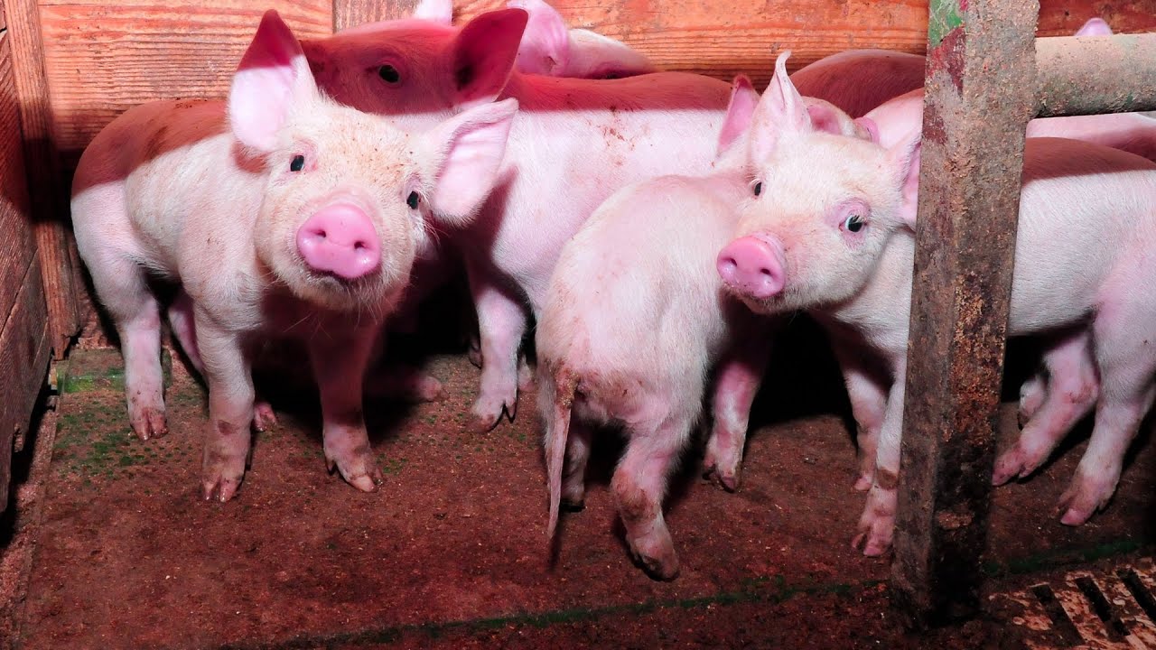 Plodovi zemlje, 23. veljače 2025.