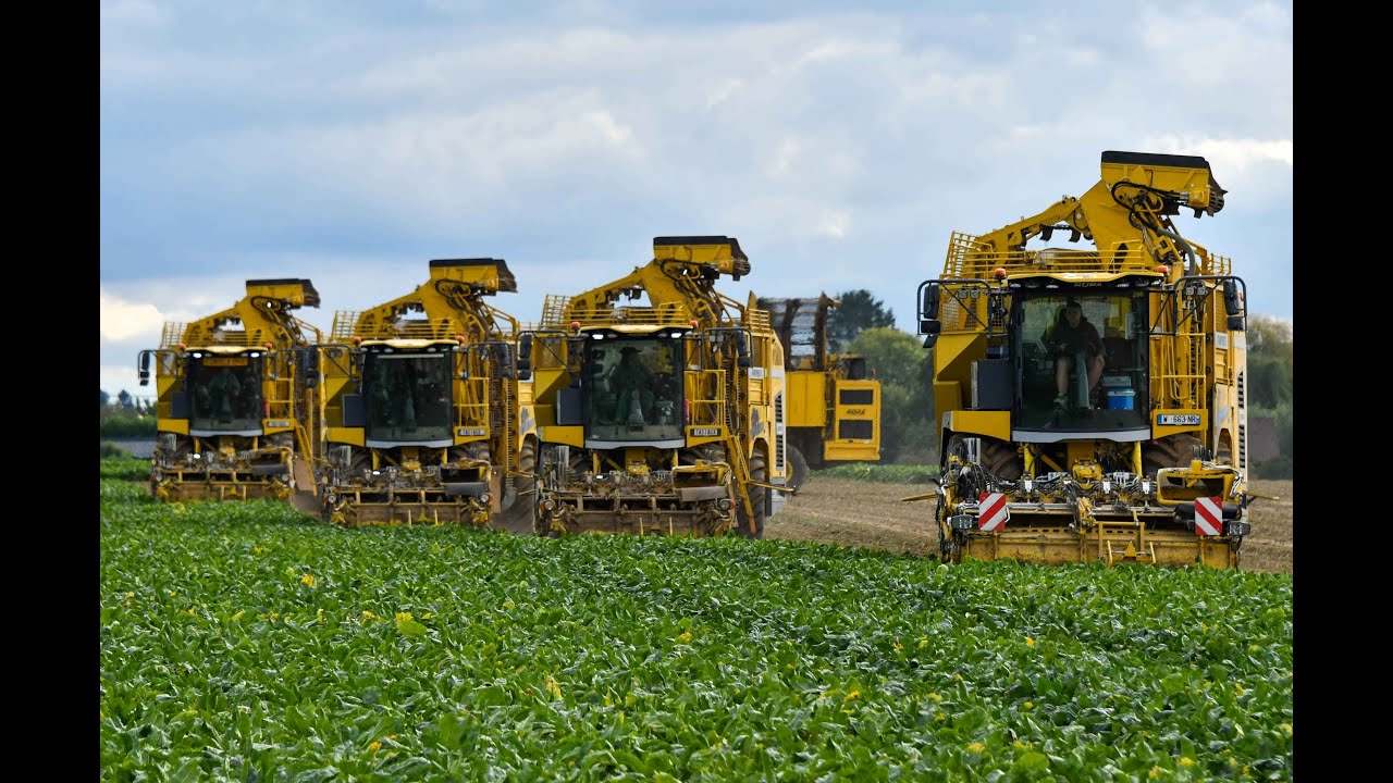 Entreprise agricole Tasiaux a la récolte des betteraves avec 4 Ropa Panther