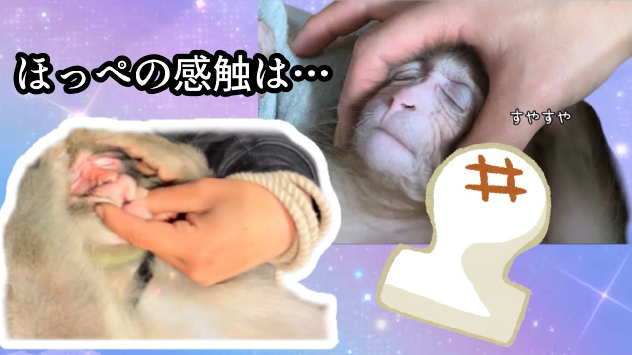 暴かれるはなまるの正体！【戦豆の猿まわし】