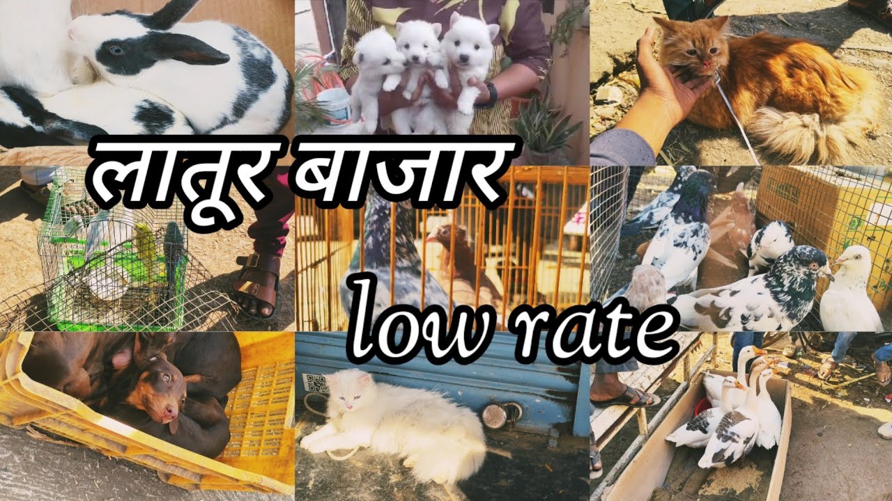 latur Bazar / low rate animal /top qualaty