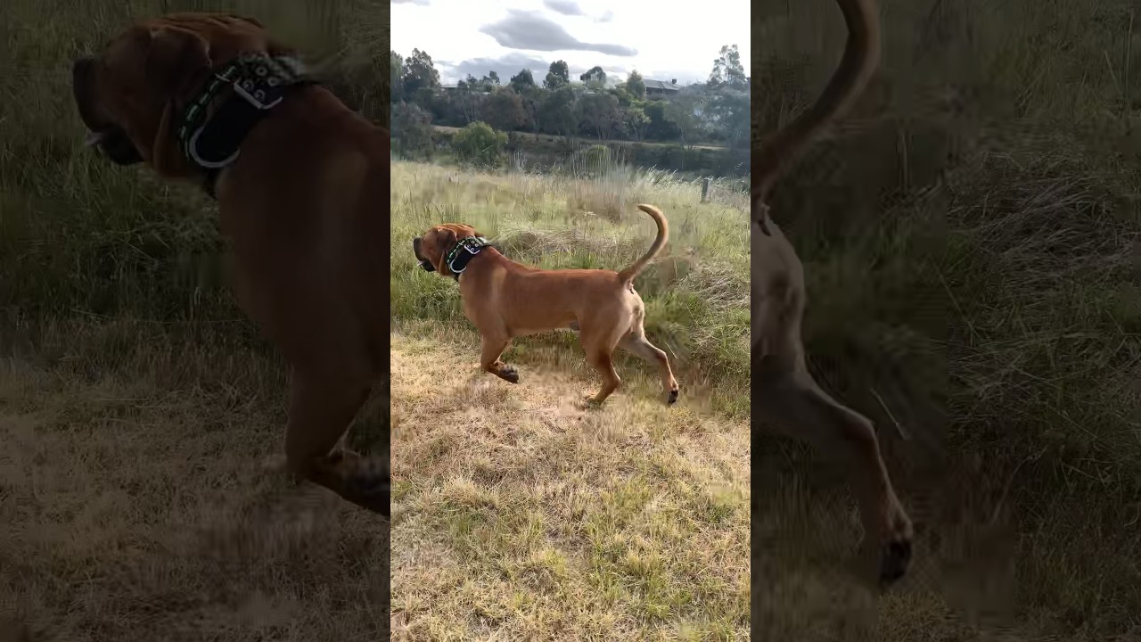 Boerboel Pup Has Swagger #boerboel #shortsfeed #shortsbeta