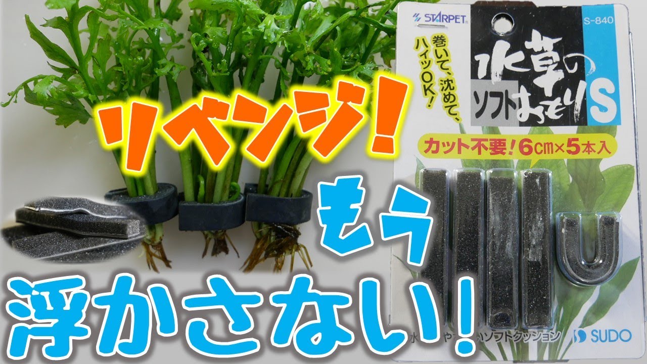 リベンジさせてください。ウォータースプライトを低床を使わずに沈めます。スドー水草のソフトおもりS【ふぶきテトラ】