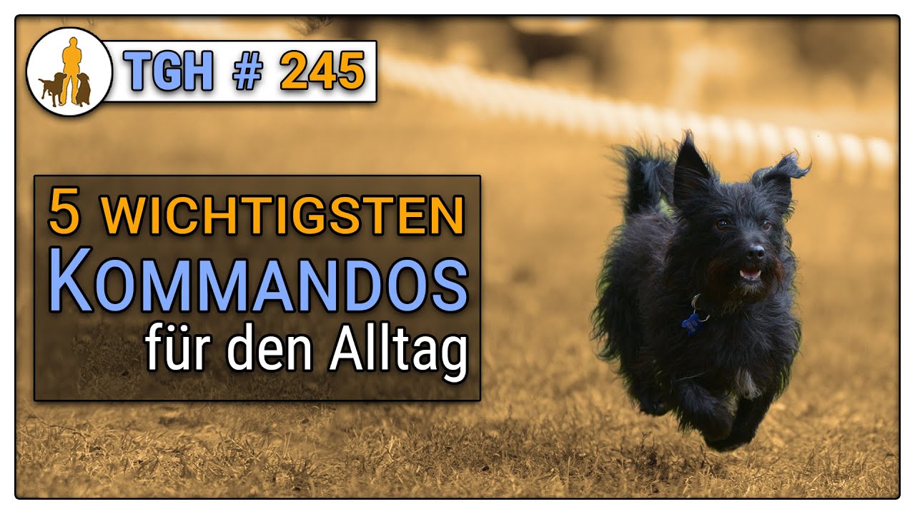 5 Kommandos, die Hunde können sollten - 🐶 Wichtige Kommandos im Alltag - kein Firlefanz - TGH 245