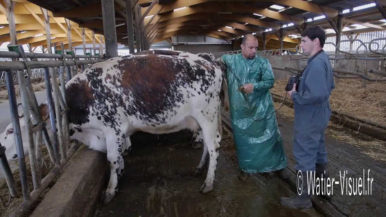 Vaches Normandes de l'élevage de Sébastien Béchet à Charcé (49)