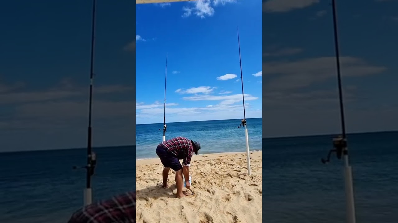 thought it was a shark but it was a wirrah surf sea fishing #shorts