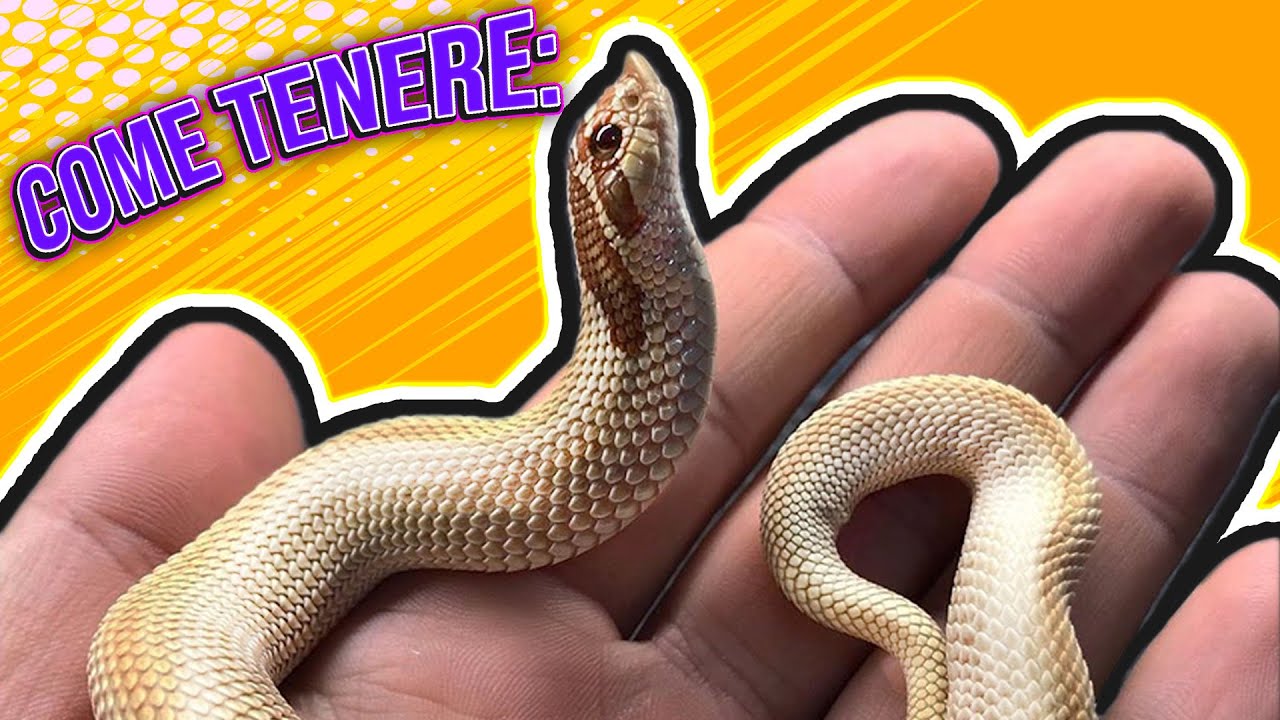 Guida alla Cura - Hognose snake