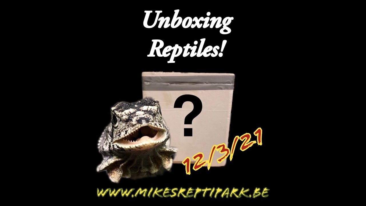 Unboxing Reptiles of 12/3/2021