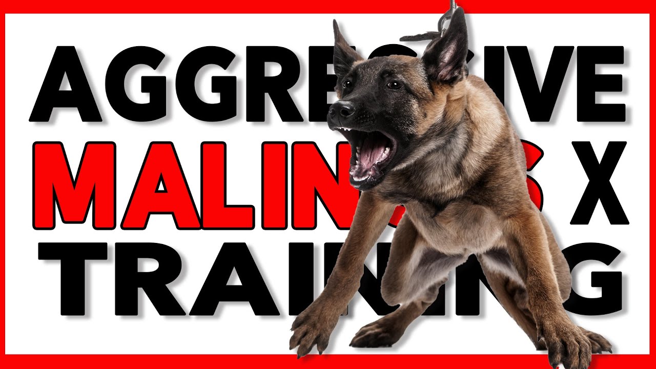 Aggressive Malinois Dutch Shepherd Training - No Prong Collar, No ECollar