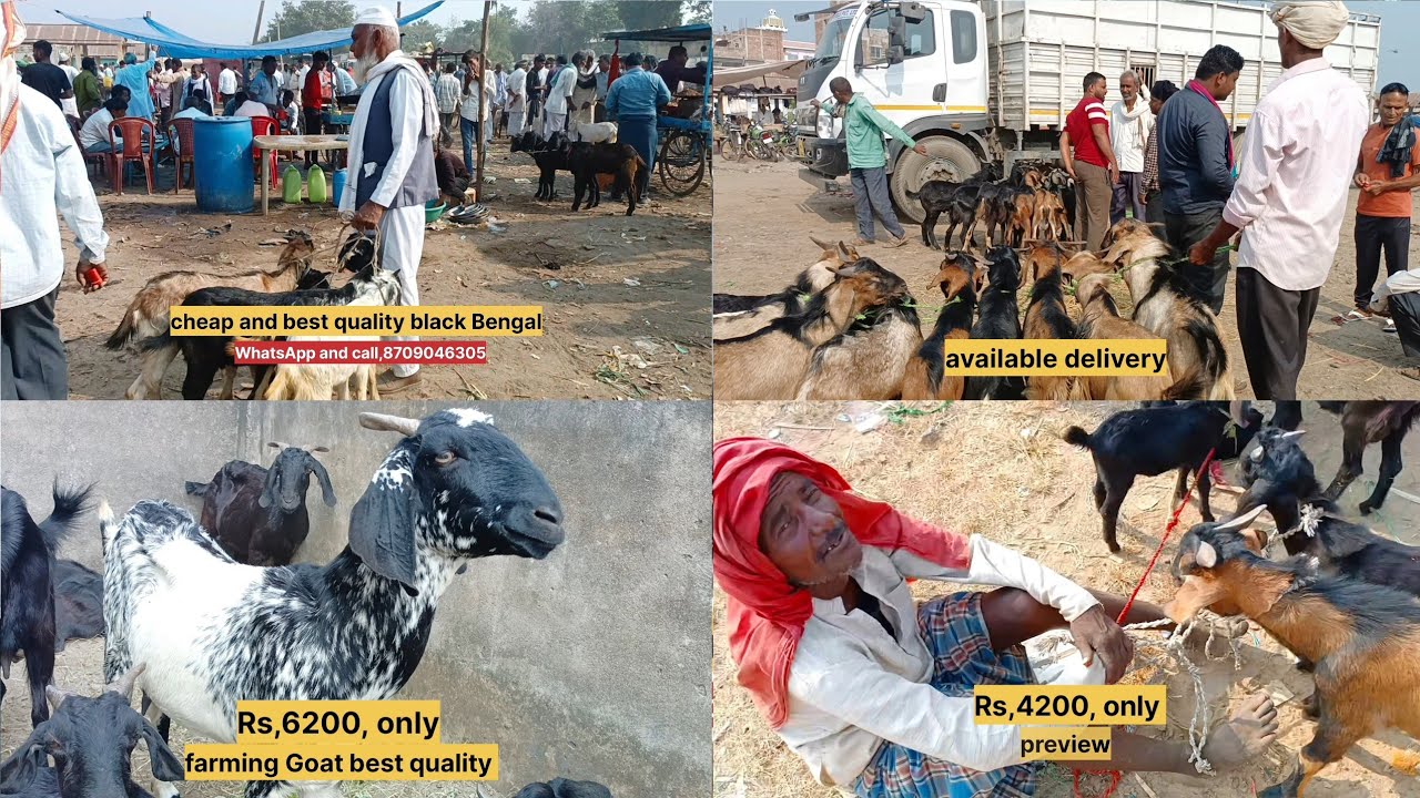 farming bakri Garhwa jharkhand samiti bazar Thursday 2,nov,2023🙏#bakramandi #farming#goatfarming