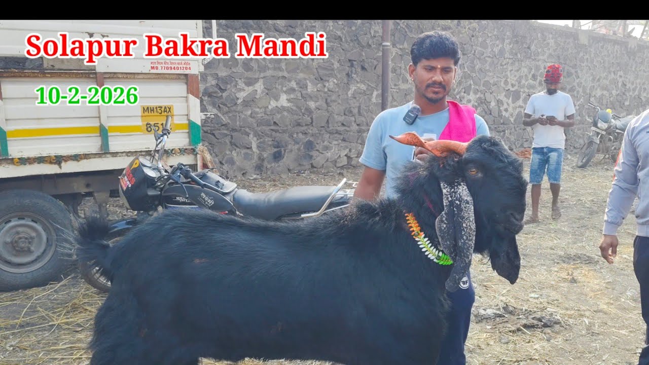 Solapur Bakra Mandi (February 10, 2026)