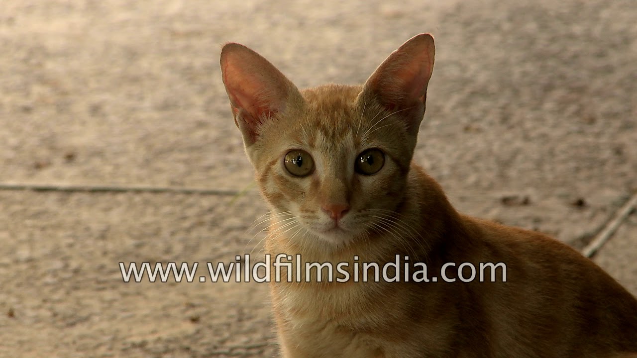 Cute Indian cat: Domestic cats are a free-roaming street animal in India