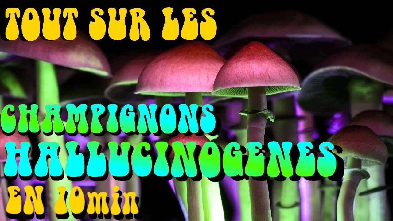Tout savoir sur les CHAMPIGNONS HALLUCINOG&Egrave;NES en 10min