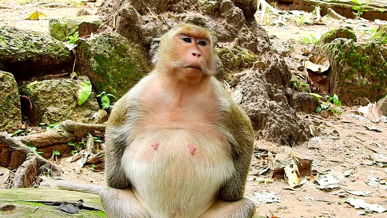 Jill monkey looks tough with huge pregnancy - Monkey Jill is nearly due pregnancy