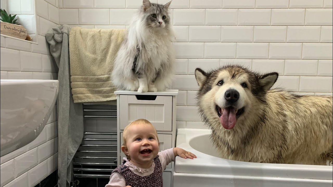 It's BATH TIME Again! Phil Loves Water But Hates Baths! (World's Cutest Doggo!)