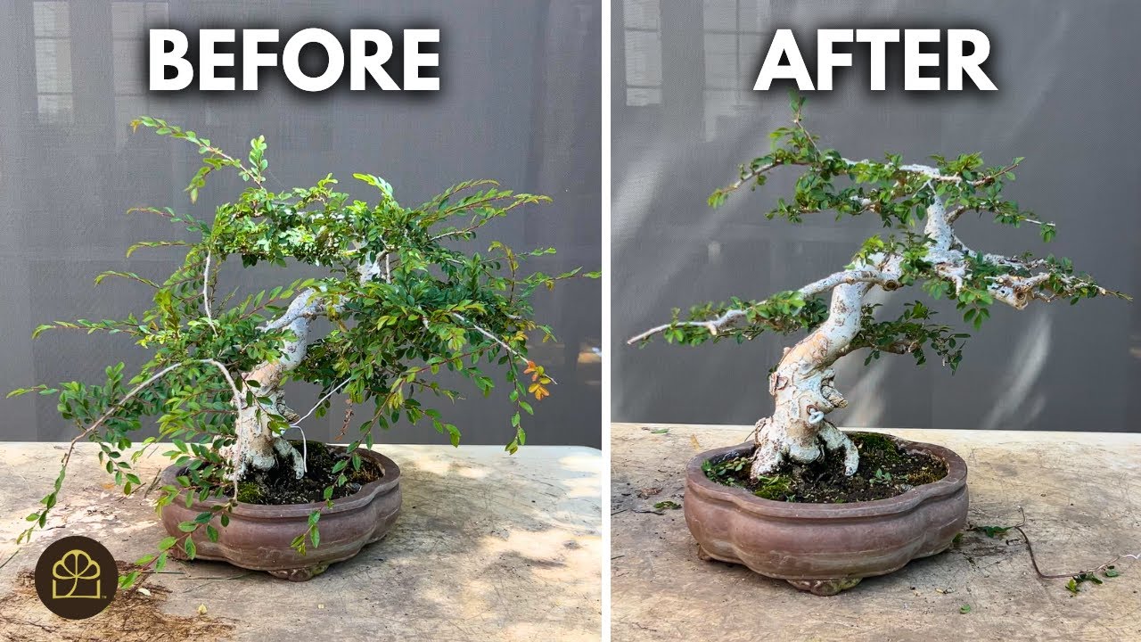 How to Make Your Chinese Elm Bonsai Look OLDER