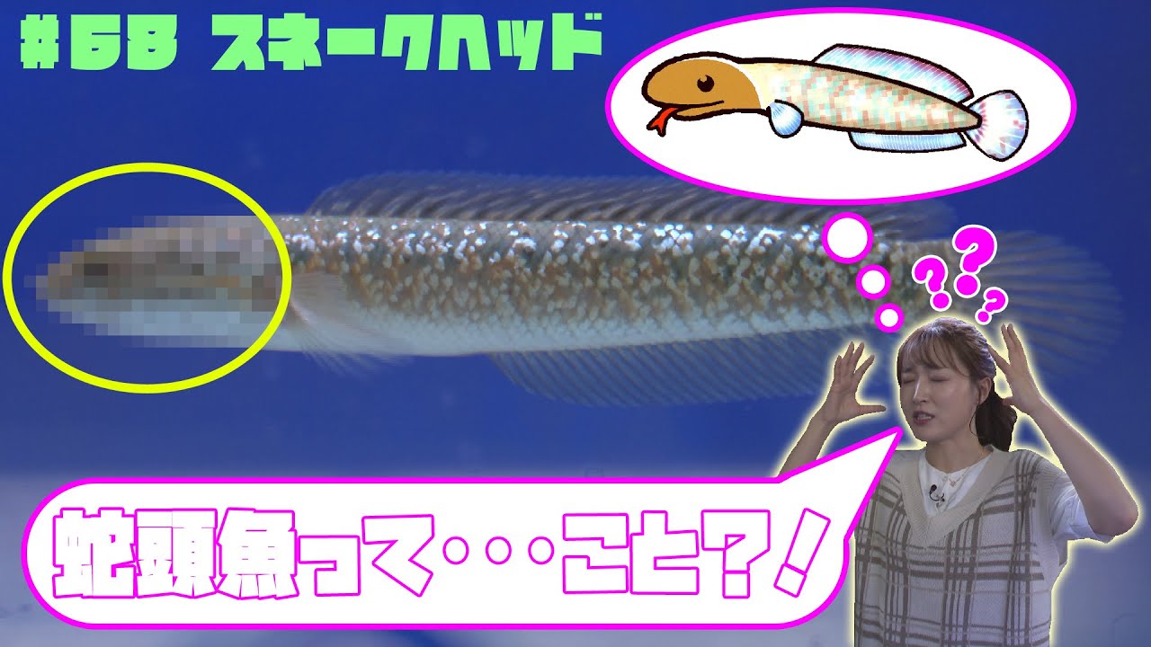 【スネークヘッド編】ペットずかん#68【2023年9月12日放送】