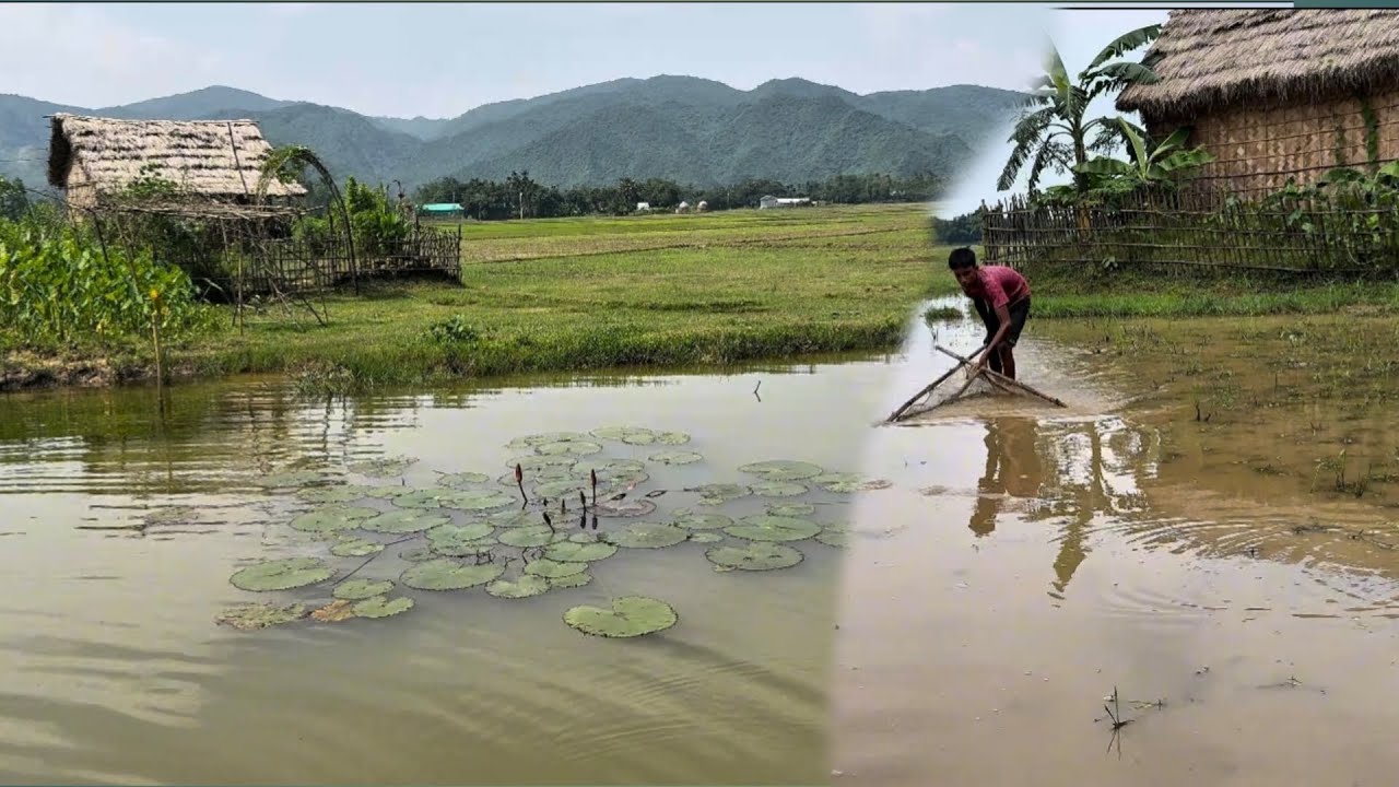 বাড়ির পাশের ধান ক্ষেত থেকে অনেক গুলো ছোট মাছ ধরে বেগুন দিয়ে রান্না | Village fishing