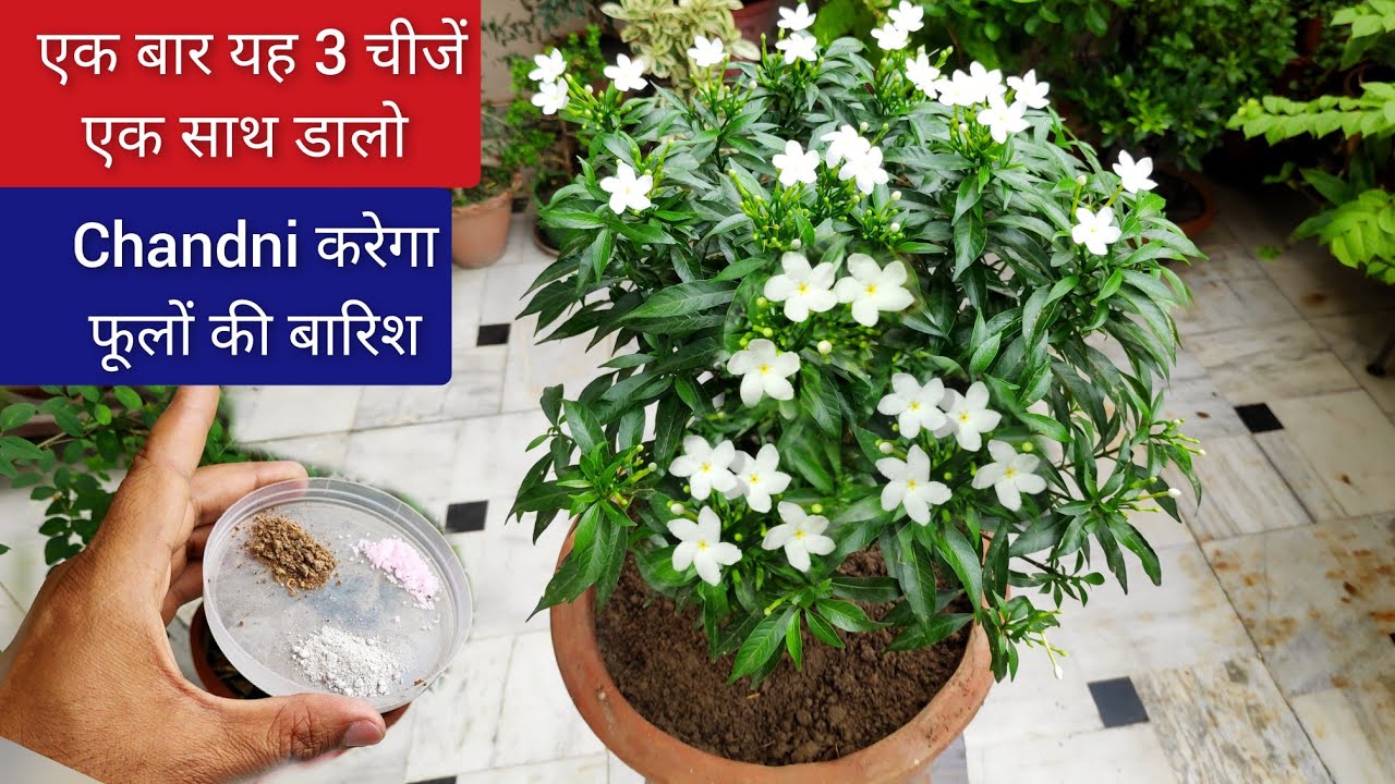 चांदनी में एक बार यह 3 चीजें एक साथ डालो सालभर होगी फूलों की बारिश, Jasmine Chandni plant
