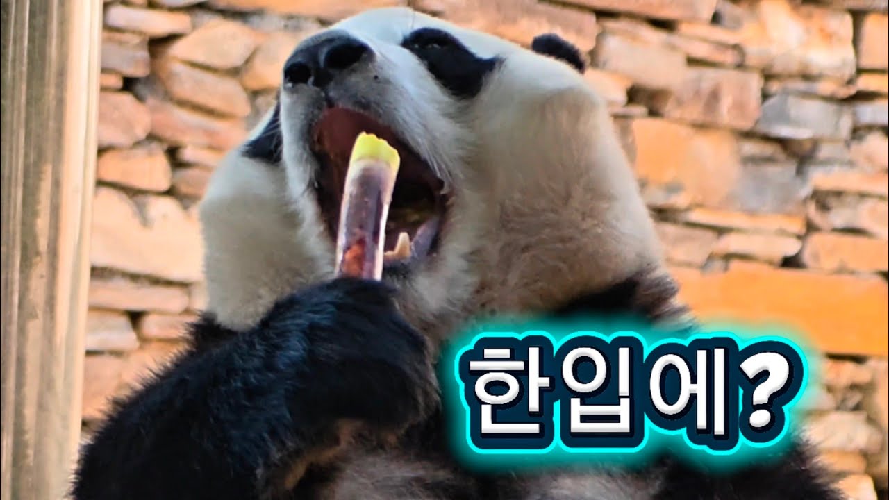 2/14 푸바오실시간 오전(2) 오늘 죽순은 한입에 먹을 기세로 맛나게 먹네요