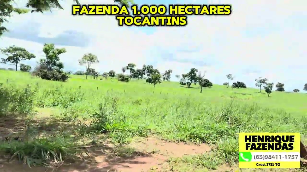 FAZENDA NO TOCANTINS 1.000 HECTARES (63)98411-1737