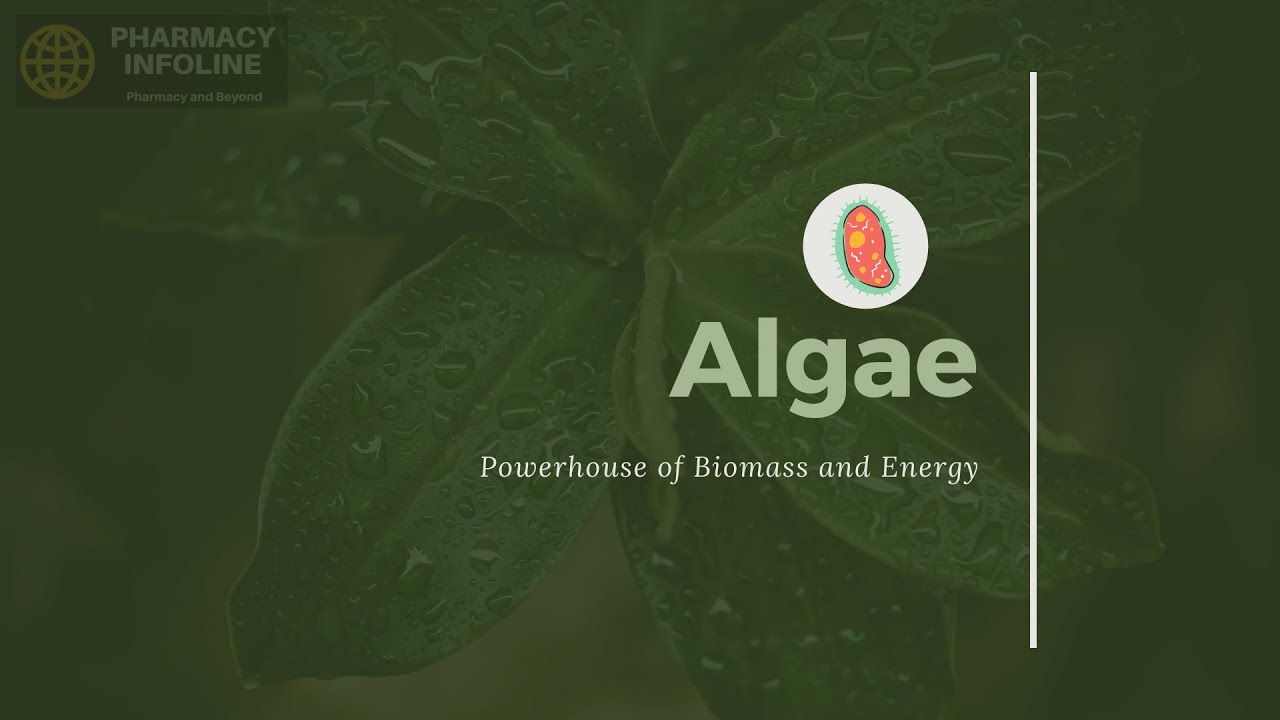 algae microbiology, algae, algae class 11, pharmaceutical microbiology, algae classification