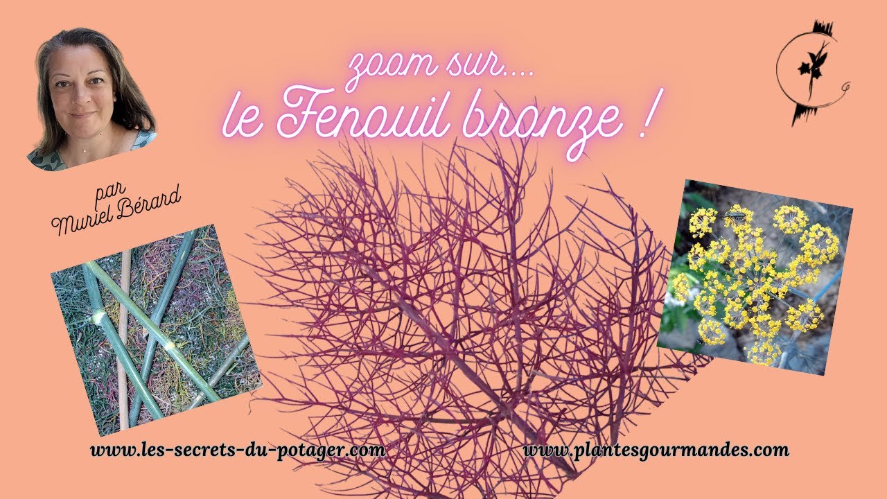 Zoom sur...le Fenouil Bronze : Plante Médicinale, Ornementale et Mellifère à Cultiver au Potager !