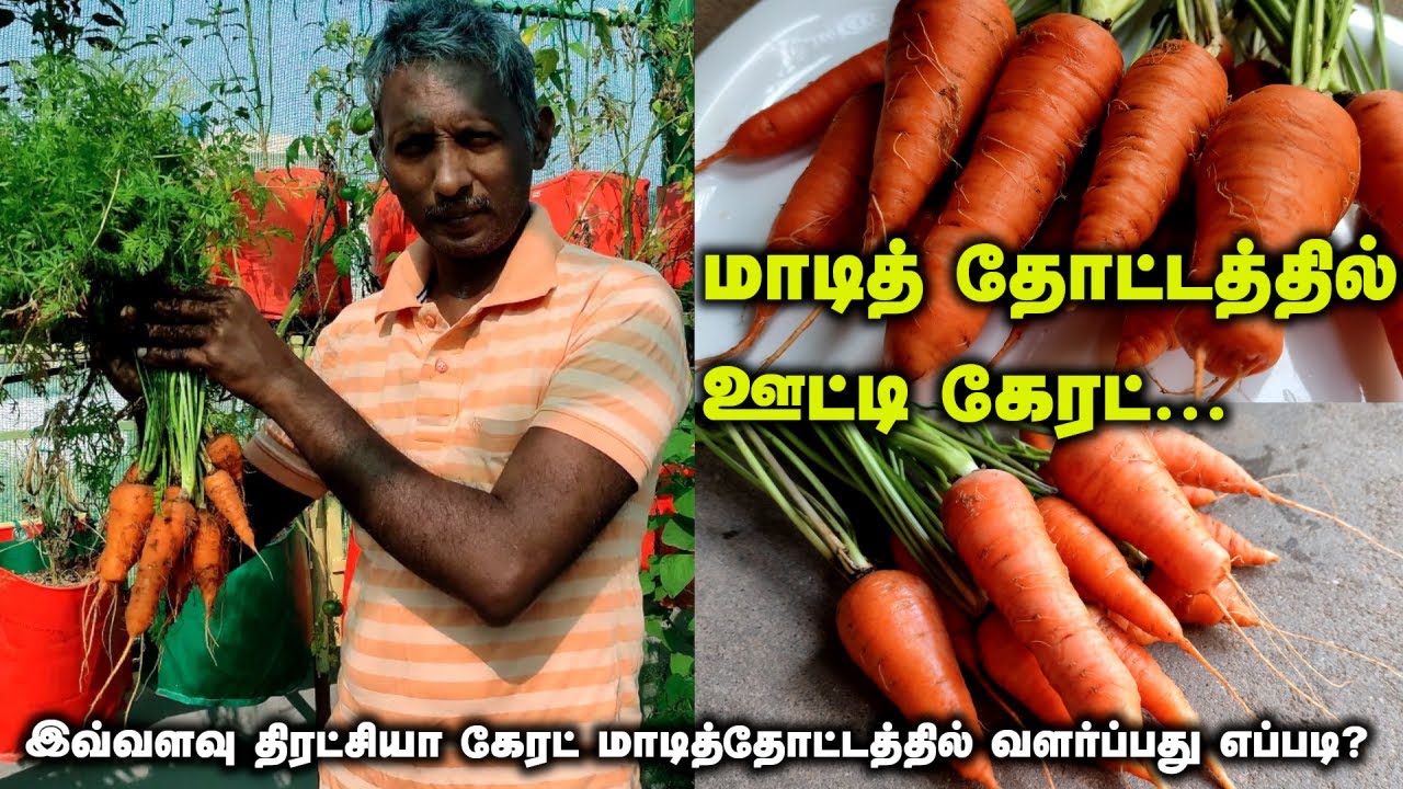 மாடித் தோட்டத்தில் ஊட்டி கேரட் | இவ்வளவு திரட்சியான கேரட் மாடித் தோட்டத்தில் வளர்ப்பது எப்படி?