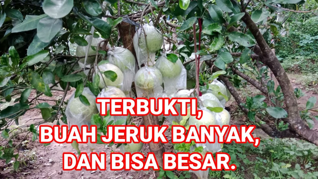 TERBUKTI BANYAK, BUAH JERUK BISA BESAR.