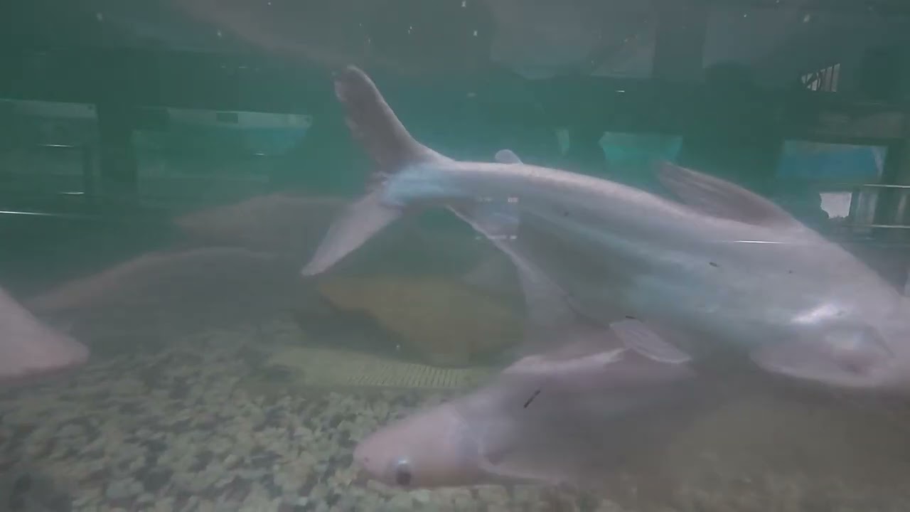 Elbino shark 🦈🦈 | অ্যালবিনো শার্ক | White Fin