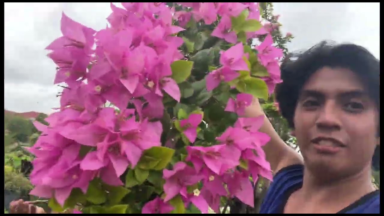 Ramona Star Bougainvillea: Beauty That Survives the Rain!