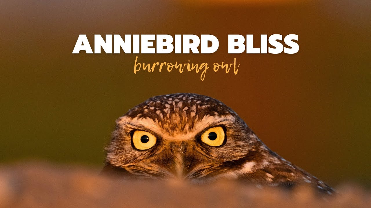 Burrowing Owl Gaze